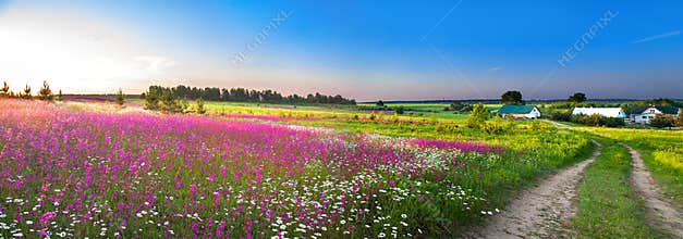 Summer rural landscape panorama with a blossoming meadow
