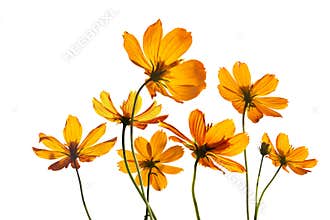 Colorful flowers transparent on isolated white background, vibrant color
