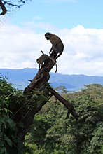 Landscape with vervet monkey on tree