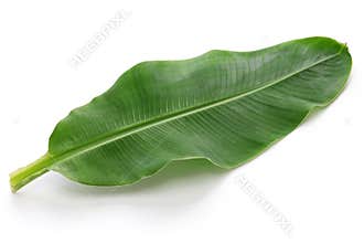 Fresh whole banana leaf