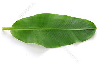 Fresh whole banana leaf