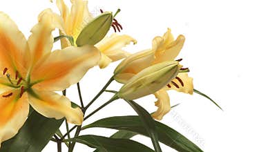 Orange Lily Flower Time-lapse