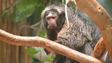 female pale faced saki monkey