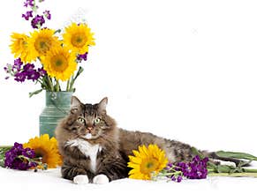 Tabby Cat with Sunflowers