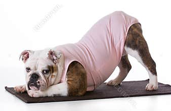 Dog doing yoga