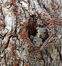 Two cute curious faces