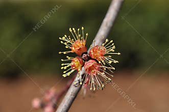 Male Flowers on Red Maple Tree