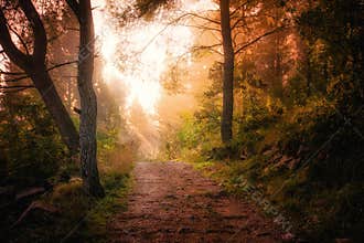 Path through the woods and light rays as they break through fog