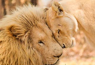 Lion and lioness rubbing heads