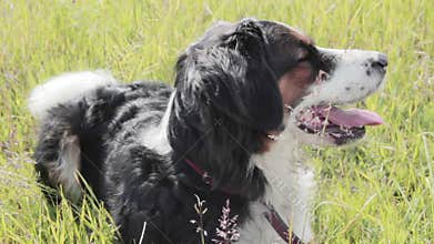Panting dog
