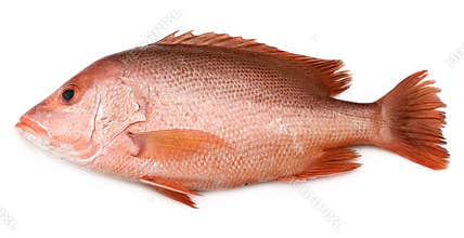 Red Snapper