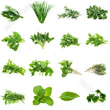 Herbs Collection