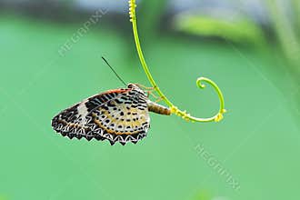Butterfly Laying Eggs