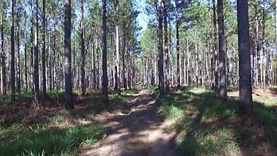 Tracking into Pine Forest Exporer or Spooky!