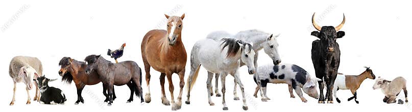 Farm animals