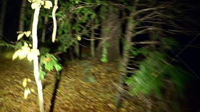 Scary trees with roots in a dark forest. Victim