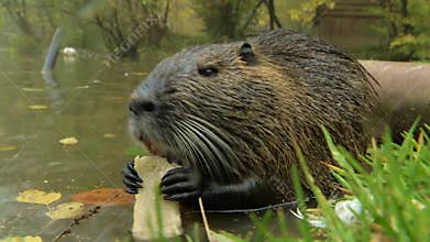 Cute wild furry coypus (river rat, nutria) eating