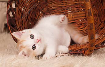 Cute little kitten