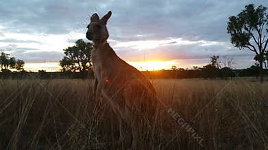 Kangaroo Eating Australian Landscape Sunset / Sunrise