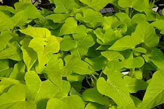 Sweet potato vine