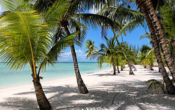 Beach with Palms at the Bahamas
