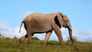 African Elephant on the Move