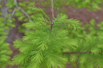 Fir tree branch