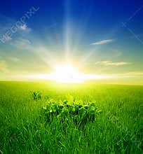 Field of green grass and blue cloudy sky