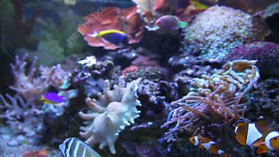 Colorful Aquarium Fish