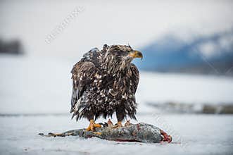 The Bald eagle ( Haliaeetus leucocephalus ) sits on snow and eats a salmon fish.