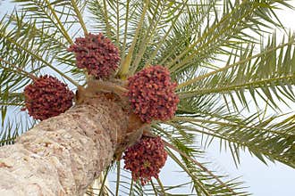 Date palm tree