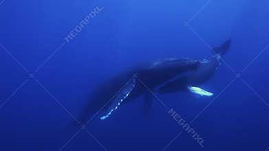 Humpback whales mother and calf in blue sea water