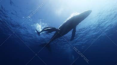 Humpback whales mother and calf in blue sea water