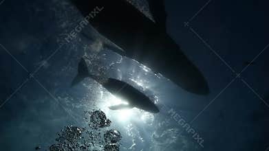 Humpback whales mother and calf in blue sea water