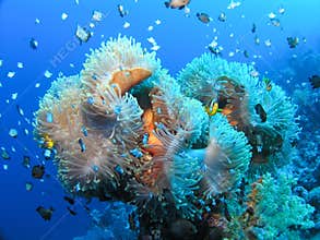 Big amphiprion with Anemone fish