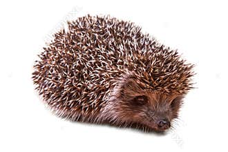 Cute young hedgehog - porcupine - isolated on white