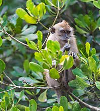 Monkey