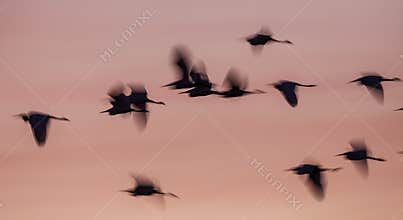 Blurry Little Egret Silhouettes at Sunrise