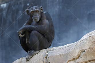 Thinking Chimpanzee