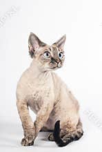Devon rex cat on white background