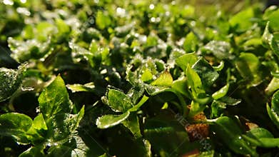 Timelapse of frozen grass and leaves at sunrise