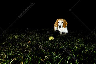 Beagle dog