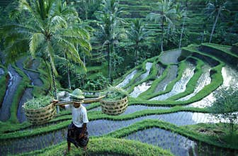 ASIA INDONESIA BALI RICE TERRACE UBUD TEGALLALANG