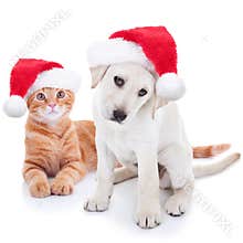 Christmas Pets Dog and Cat