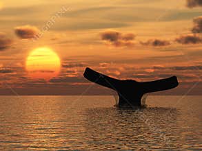 Whale