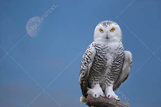 Snow owl portrait