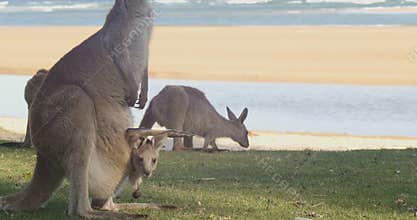 Mother and Joey Kangaroo Wallaby Marsupial Animal Australia