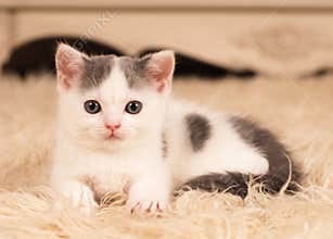 Cute little kitten