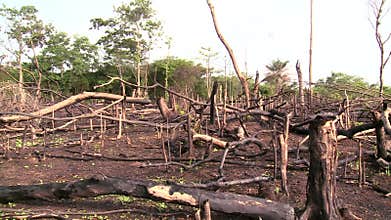 Forest burned out by slash and burn