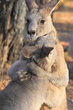 Eastern grey kangaroos